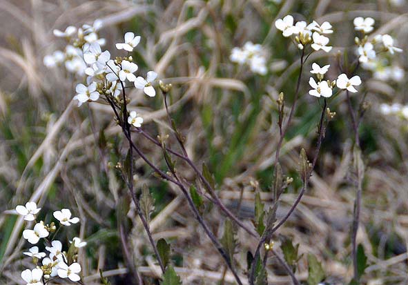 f0198771_05457100.jpg