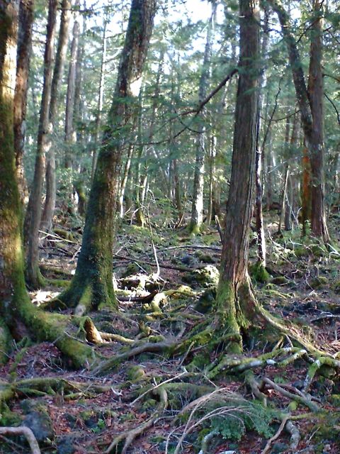 c0082573_11242196.jpg