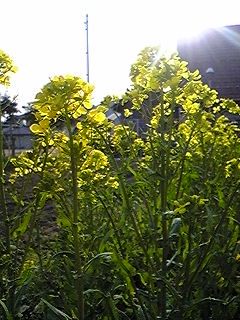 e0088074_2059577.jpg