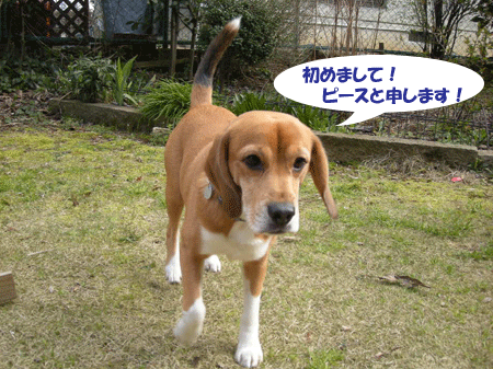 e0066883_2323886.gif