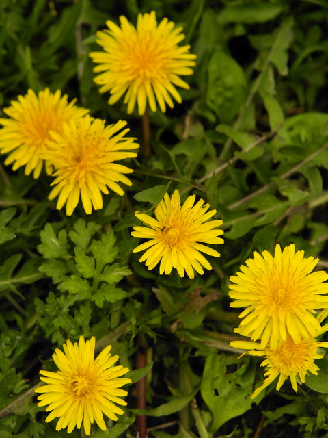 b0138101_5435738.jpg