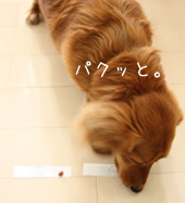 e0075302_1810423.jpg