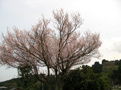 c0011204_17485233.jpg