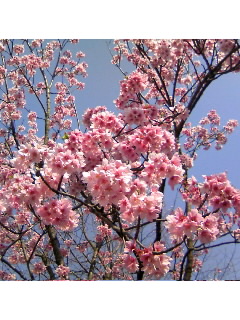 f0009509_1840188.jpg