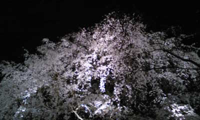 a0105023_862487.jpg
