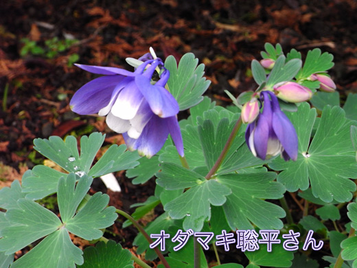 c0147123_2158942.jpg
