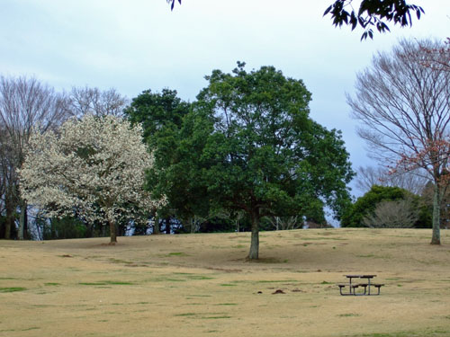 f0147025_2073714.jpg