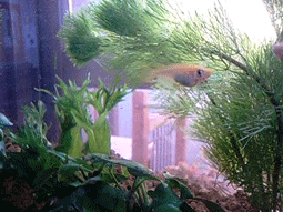 d0048332_18435752.gif