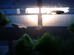 d0048332_18475032.gif