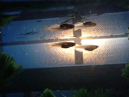 d0048332_18492737.gif