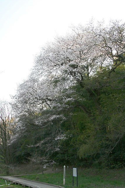 e0064133_1111390.jpg
