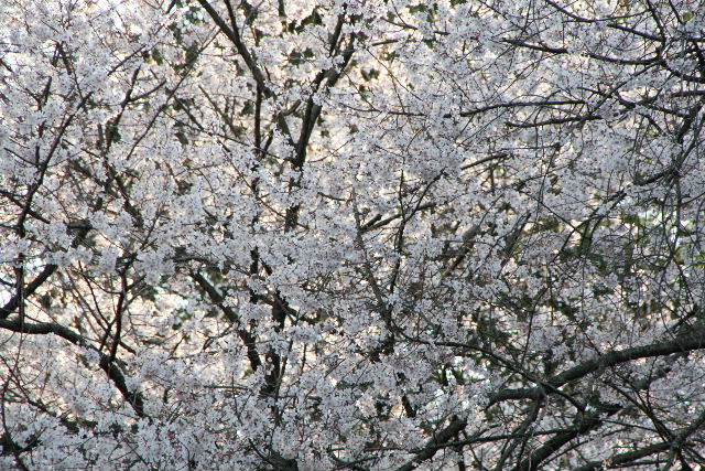 e0064133_1111694.jpg