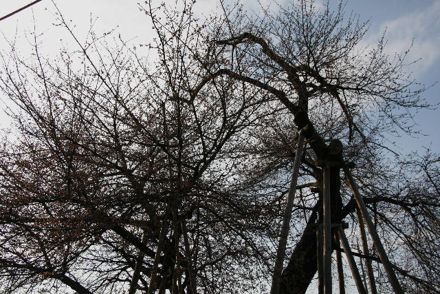 e0064133_1133129.jpg