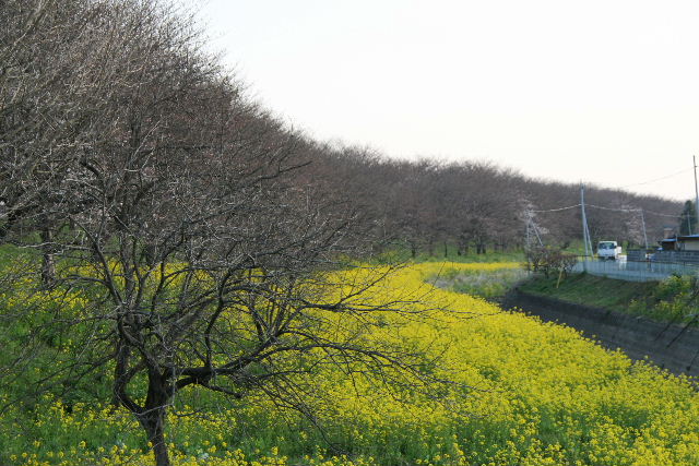 e0064133_1165371.jpg