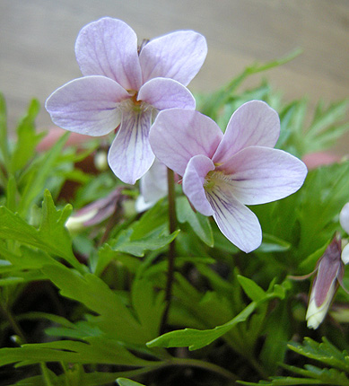 a0001354_22130100.jpg