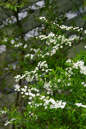 d0083761_20272818.jpg