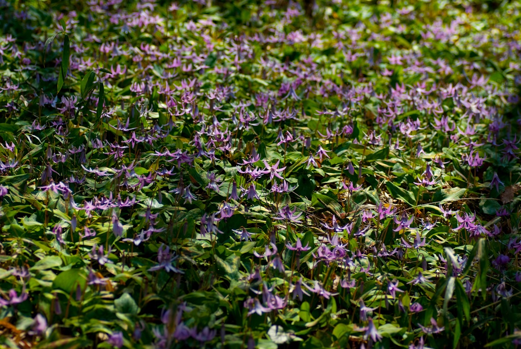 d0124465_8454966.jpg