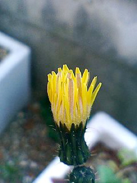 f0054677_8212037.jpg
