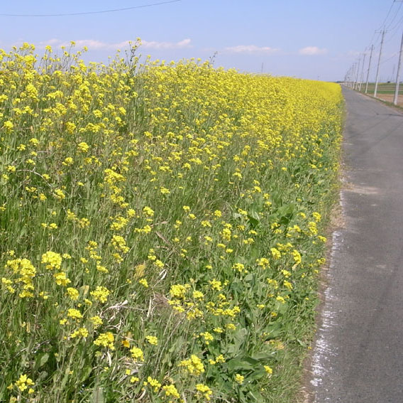 f0108399_1542332.jpg
