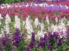 f0195204_11253957.jpg