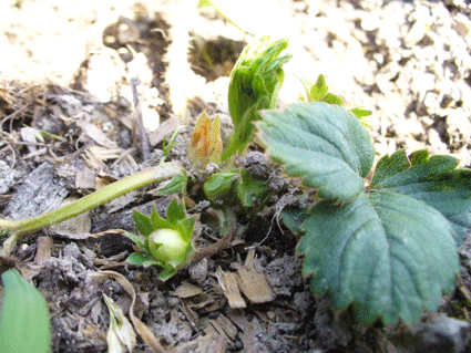 e0015915_11501011.gif