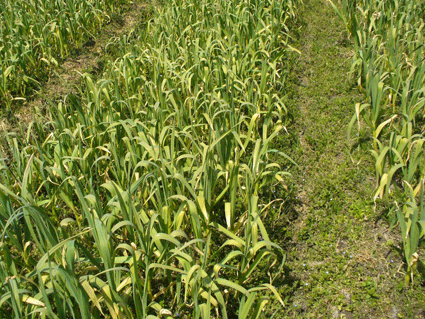 e0015915_11515374.gif