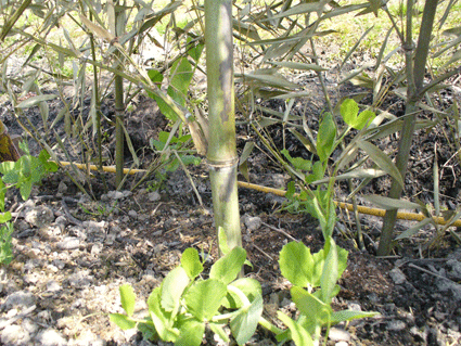 e0015915_11521882.gif