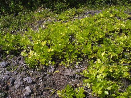 e0015915_11523363.gif
