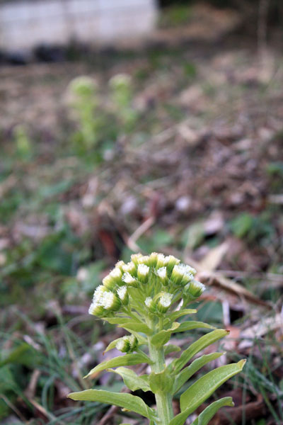f0181018_23362443.jpg