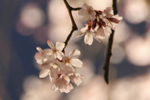 e0064133_0292529.jpg