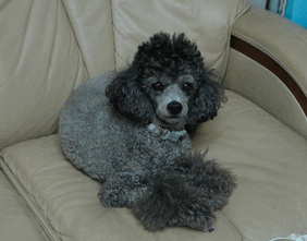 c0136736_1846758.gif