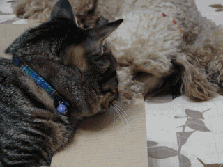 c0136736_18504050.gif