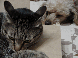 c0136736_18515746.gif