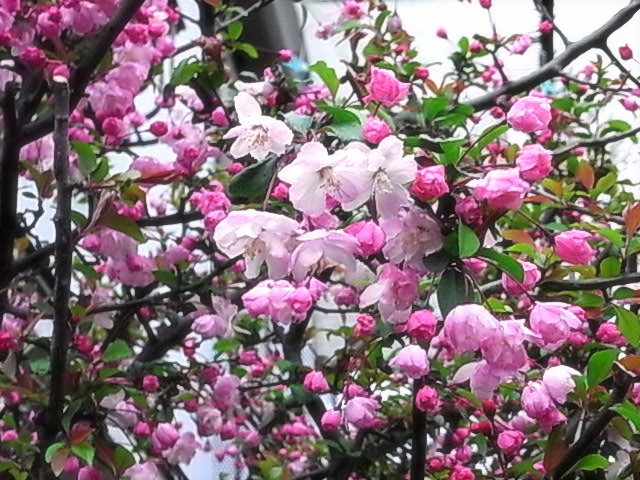 b0019140_12163410.jpg