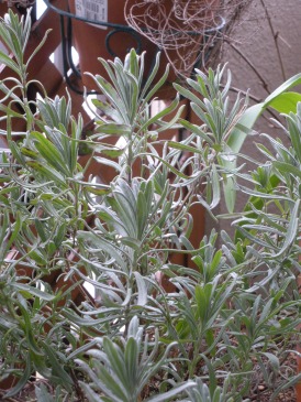 e0149340_7431684.jpg