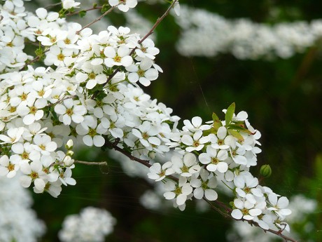 c0057946_20201560.jpg