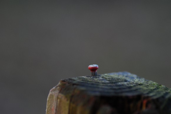 e0009147_8553826.jpg