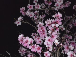 a0008549_03552100.jpg
