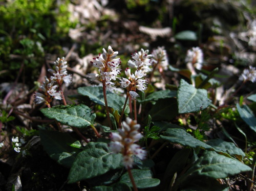 c0179351_2047385.jpg