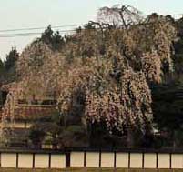 e0149157_4185762.jpg
