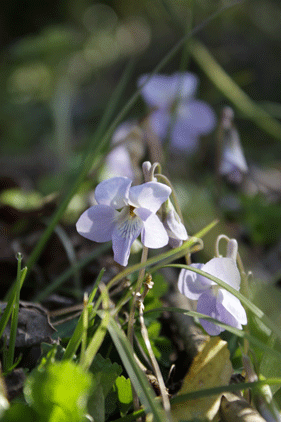 c0167576_71299.gif