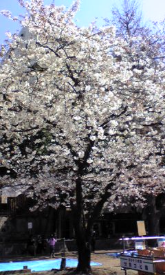 c0096582_11304958.jpg