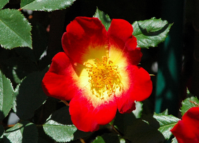 b0169987_941250.jpg