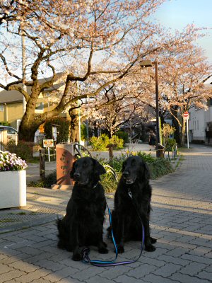 c0050400_2064632.jpg