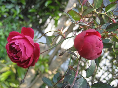 f0139520_20321954.jpg