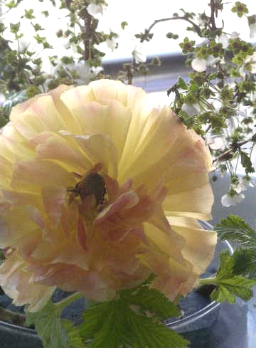 e0086864_9232511.jpg