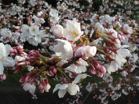 b0092475_22441369.jpg