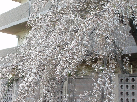 b0092475_22444390.jpg