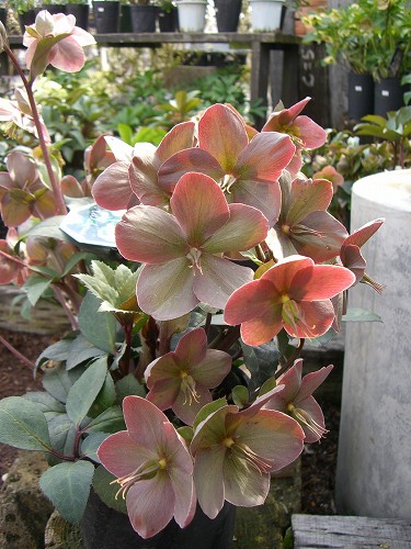 c0015978_17242639.jpg
