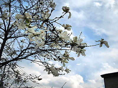 d0095278_0111438.jpg